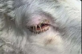 羊眼屎多？原因终于找到了！图片