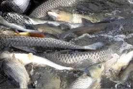 承包20亩鱼塘来养殖四大家鱼，投资多少钱？是否能年赚10万元吗？图片