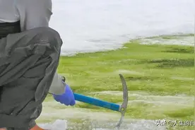 南极惊现绿雪海象集体跳崖，2200万人流离失所，一场危机正在临近图片
