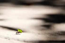 蚂蚁，让我们觉得微不足道，但若灭绝却影响极广图片