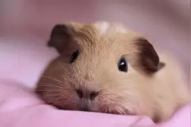 被严重低估的动物“鼠”：极有可能成为下一届地球统治者图片