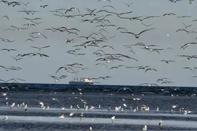 "东临碣石，以观沧海"中的沧海在哪里？秦皇岛的名字是怎么来的？图片