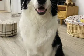 一猫一狗一间房图片