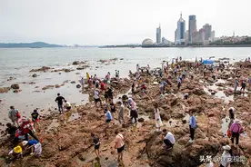 农历6月初9退潮后，千余游客在第六海水浴场赶海捡海鲜图片