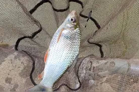 断线跑的鱼都是大鱼？想多了，出现这几种情况小鱼也能做到图片