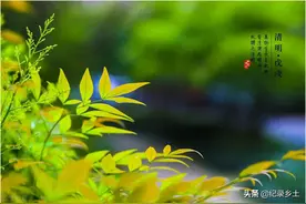 今日清明，为什么老话说:四月前后一声雷，走亲访友戴好帽？图片