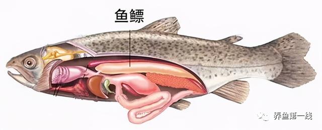 鱼鳞由什么组成