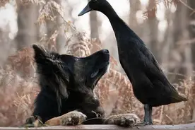 童话成真！狗子+鸭子+鸽子友谊深厚，鸽子站狗头顶超拉风图片