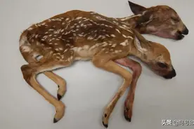 双头畸形动物是如何产生的？它们是孪生结合体，也是生命共同体图片