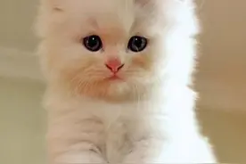 安爸教您如何照顾刚到家的猫咪图片