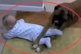 宝妈楼下拿快递，让狗狗看孩，结果发生这样一幕，网友：真不负责图片