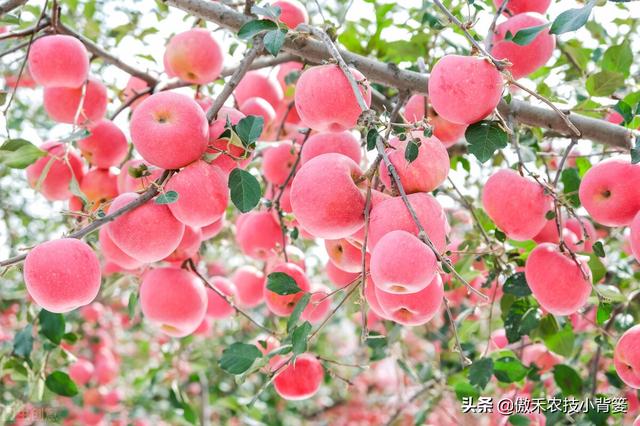 腐植酸、氨基酸、海藻酸、鱼蛋白，如何辨别挑选？各有什么优点？