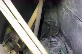 流浪猫被困天井3个月，难以想象，它这3个月是怎么熬过来的图片