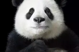 你知道吗？全球每天有75个物种灭绝，50张图告诉你珍稀物种图片