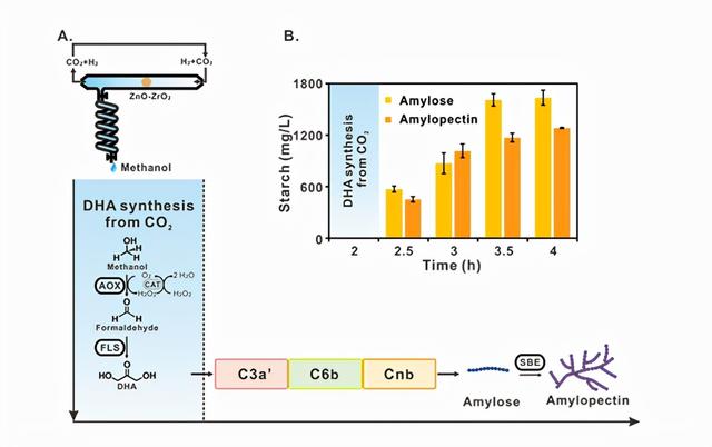 全球首次！中国将解决粮食问题？合成蛋白质成功，实现万吨级产能