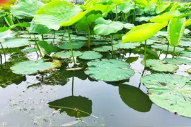 最美大连丨前关湿地公园图片