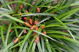 慎点！福州西湖公园，这种红色虫子密集出现图片