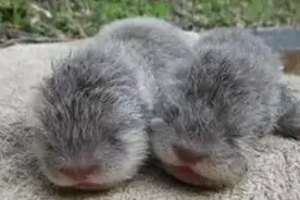 捡到两只小狗崽，养了3周拼命往水里钻，隔壁大爷：太邪性快放生图片