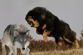 藏獒风雪护主，峡谷勇战狼群图片