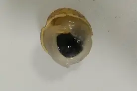 金秋水果之桂圆图片