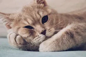 手机没网了，却还能支付，这是什么原理？图片