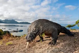 印尼为了保护这种“巨兽”要关闭国家公园，科学家到觉得“一切尽在控制”图片