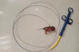 14岁男孩把活龙虾塞进屁股，称想把小龙虾变成龙虾干图片