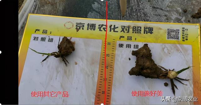 作物根系少？看如何爆发式生根