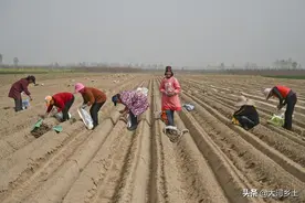农村老人受雇帮人种山药，吃菜汤泡馍躺地头休息，日挣90元图片