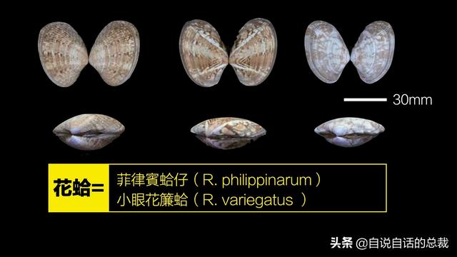 蛤、蚶、蛏、蚝、蚬有什么区别？这是一群美味海怪与人类的故事