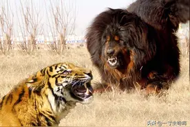 一獒战三狼？风光无限的藏獒，曾1580万一条，如今30元一斤图片