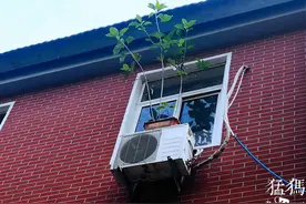 郑州临街住户在空调外机上放花盆，大风天行人经过心惊胆战图片