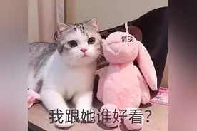 卖萌表情包｜你的可爱称斤卖吗？图片