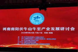 首届河南南阳伏牛山牛至产业研讨会助推南阳牛至产业发展提质增效图片