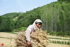 河南山区农村麦收景象，麦秸需要留着喂牛，不用收割机靠手割图片