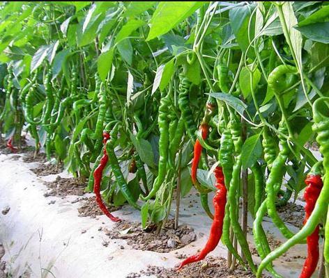 聚天门冬氨酸——氨基酸肥料中的王者