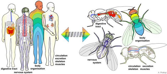 生物学家教你消灭厨房里的果蝇