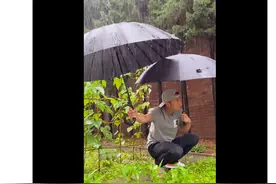 谢霆锋否认和王菲生女后近况曝光，下暴雨为蔬菜打伞，操碎了心图片