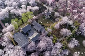 河南鄢陵唐韵樱花园万余棵樱花争相绽放 如云似雪 蔚为壮观图片
