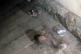 女子爆料两次在小区见到果子狸：大摇大摆与猫抢食，吃光食物才走图片