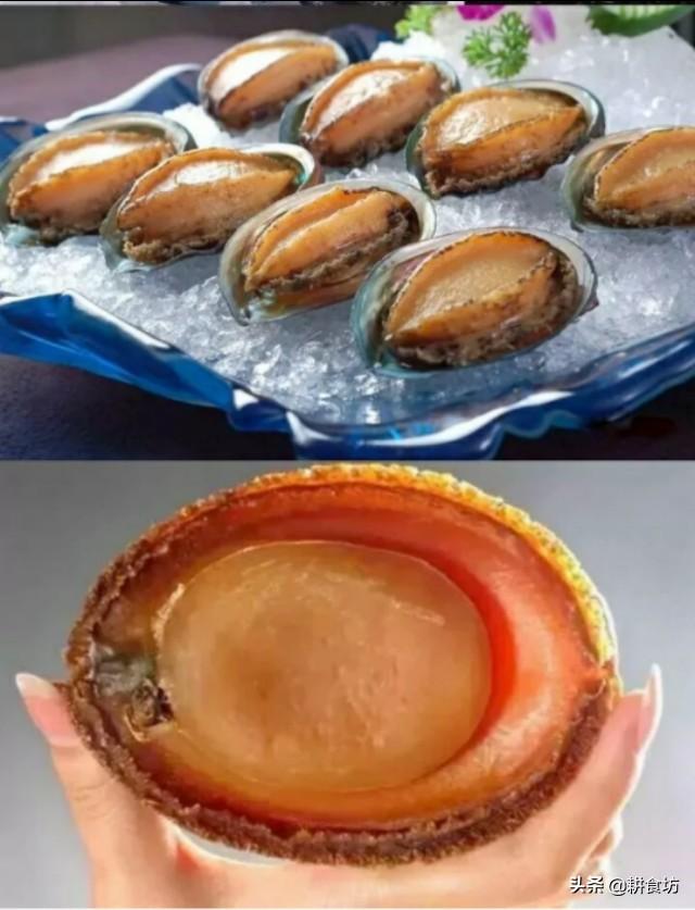 野生鲍鱼与养殖鲍鱼的区别 世界顶级鲍鱼与市面上常见的鲍鱼的种类与