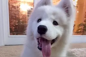 总想跟狗狗黏在一起？这可能会变成主人和狗之间的负担图片