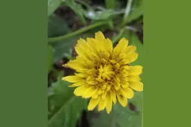 蒲公英花及花语图片
