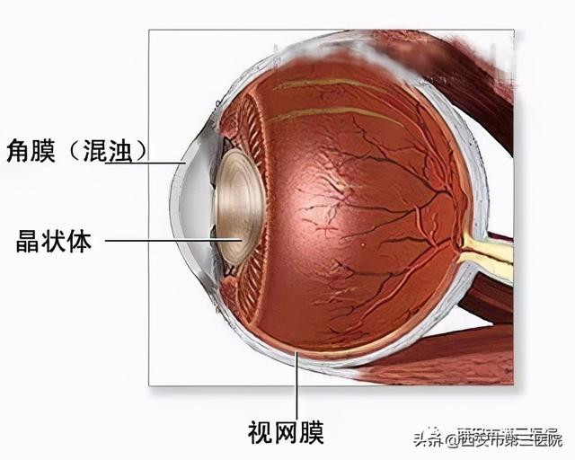 【利好消息】西安市第三医院开展氨基酸检测新项目