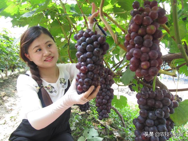 葡萄大小粒，产量品质双降低！7种诱发原因、8种防治方法记心底