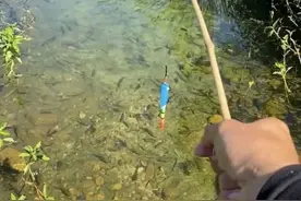 气温回升，广西一河沟里“巴毛鱼”大量繁殖，老乡：这鱼没人吃图片