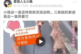 耗尽自己和全家的财产和精力，去收养大量病残流浪狗值得提倡吗？图片