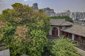 萍婆花开惊艳榕城，真假苹婆树你分得清吗？图片