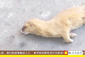 家中跑进不速之客“黄鼠狼”，它是灭鼠能手！却误食老鼠药身亡视频封面