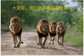 不止有曼联，居然还有利物浦雄狮联盟，狮狮是要组队参加英超了么图片